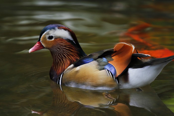 Image of a Mandarin Duck found at Jurong Bird Park